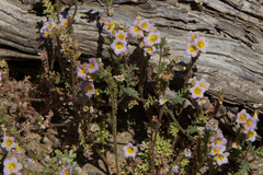 Phacelia leibergii
