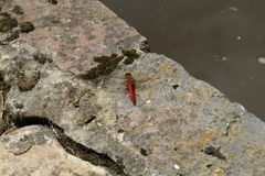 Sympetrum gilvum