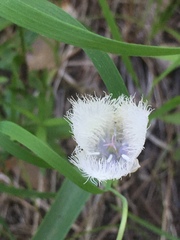 Calochortus coeruleus