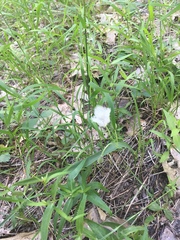 Calochortus coeruleus