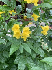 Tecoma stans