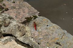 Sympetrum gilvum