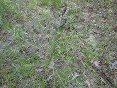 Baptisia nuttalliana