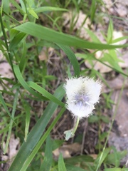 Calochortus coeruleus
