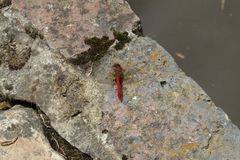 Sympetrum gilvum