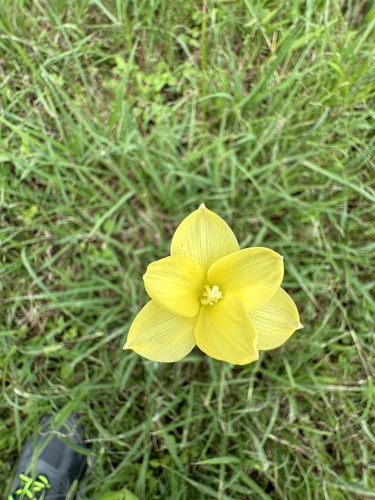 Small's rainlily (Zephyranthes smallii)