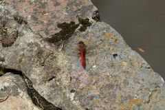 Sympetrum gilvum
