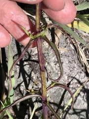 Castilleja chromosa