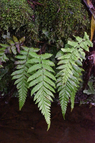 Image of Leptogramma pozoi by no rights reserved