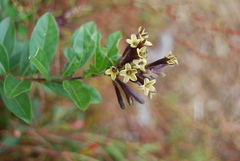 Cestrum buxifolium