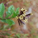 Cestrum buxifolium - Photo (c) Angel Fernandez, μερικά δικαιώματα διατηρούνται (CC BY-NC), uploaded by Angel Fernandez