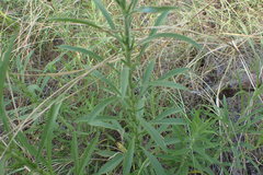 Croptilon rigidifolium