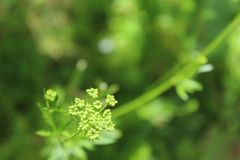 Petroselinum crispum