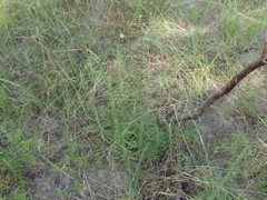 Croptilon rigidifolium