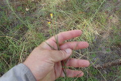 Croptilon rigidifolium