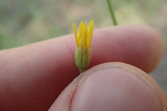 Croptilon rigidifolium