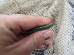Notropis rubellus