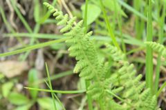 Woodsia montevidensis