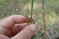 Croptilon rigidifolium