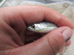 Notropis rubellus