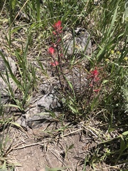 Castilleja chromosa
