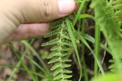 Woodsia montevidensis
