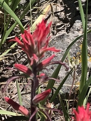 Castilleja chromosa