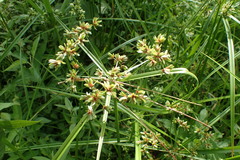 Cyperus virens