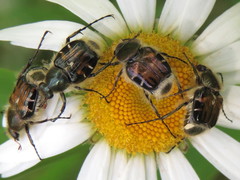 Trichiotinus affinis