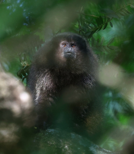 Black-fronted Titi