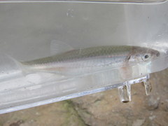 Notropis rubellus