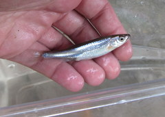 Notropis rubellus