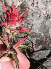 Castilleja chromosa
