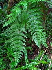 Dennstaedtia scandens