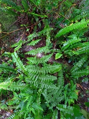 Dennstaedtia scandens