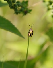 Kuschelina floridana