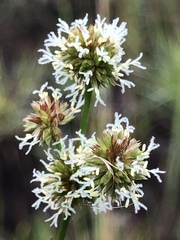 Juncus scirpoides