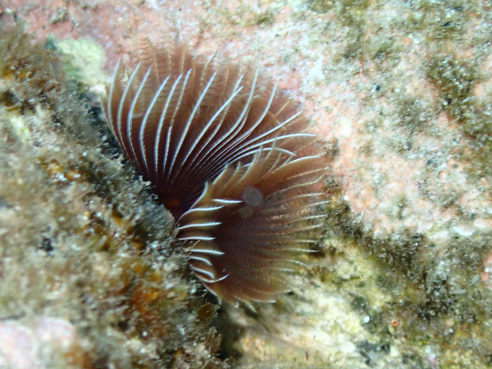Branchiomma luctuosum