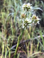 Juncus scirpoides