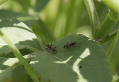 Neopamera albocincta