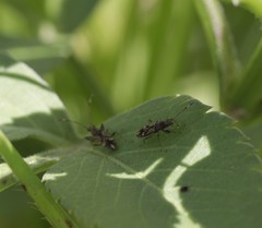 Neopamera albocincta