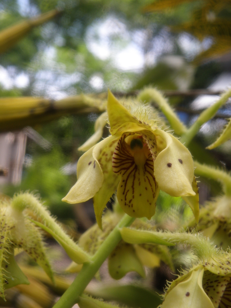 Dendrobium macrophyllum A.Rich.
