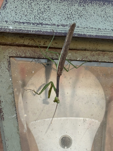 Sonoran Tiger Mantis