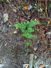 Dennstaedtia scandens