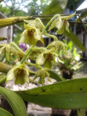 Dendrobium macrophyllum