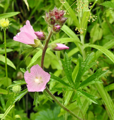 Sidalcea hirtipes