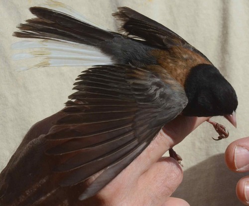 iNaturalist observation photo of Dark-eyed Junco