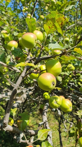 Malus domestica