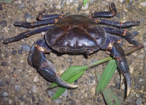 Ranong Waterfall Crab