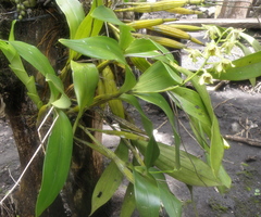 Dendrobium macrophyllum